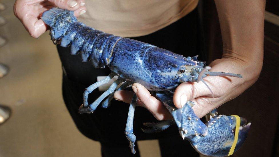 blue-lobster.