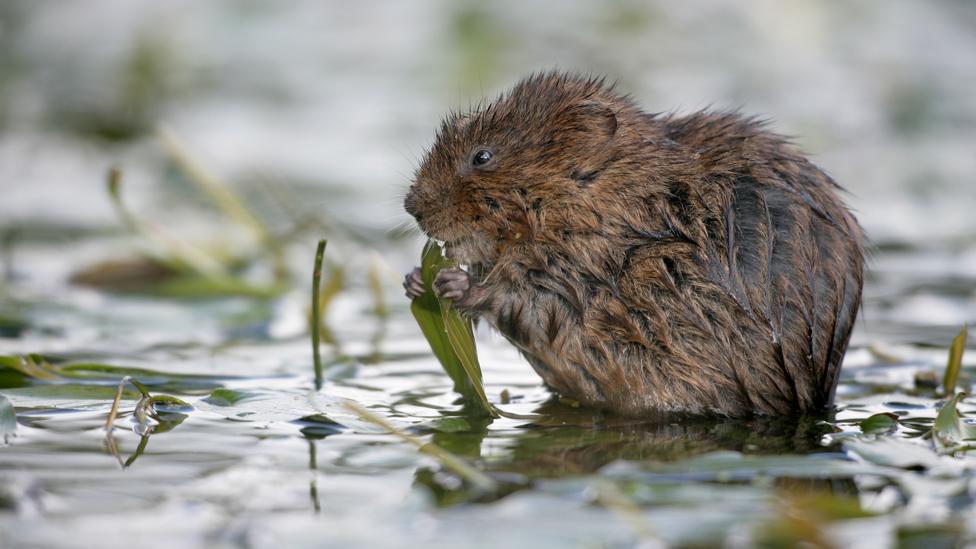 A water vole