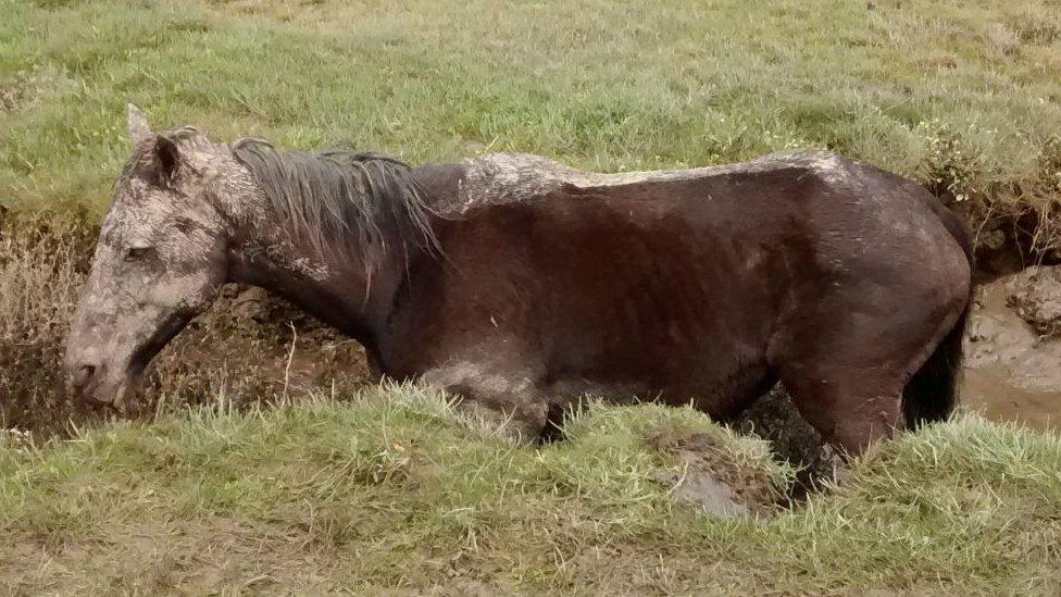 Horse trapped at Kidwelly Quay