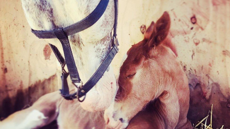 A horse nuzzles a foal