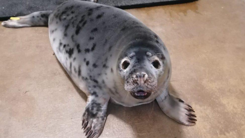 Seal