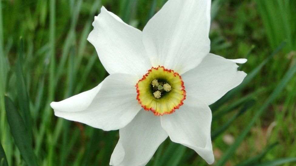 Pheasant’s eye daffodil