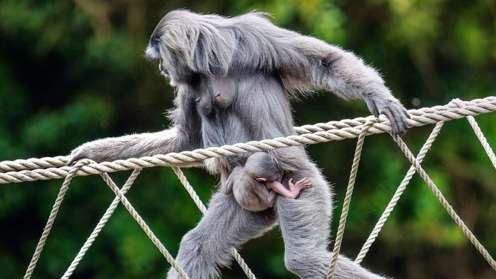 baby gibbon clinging onto mum