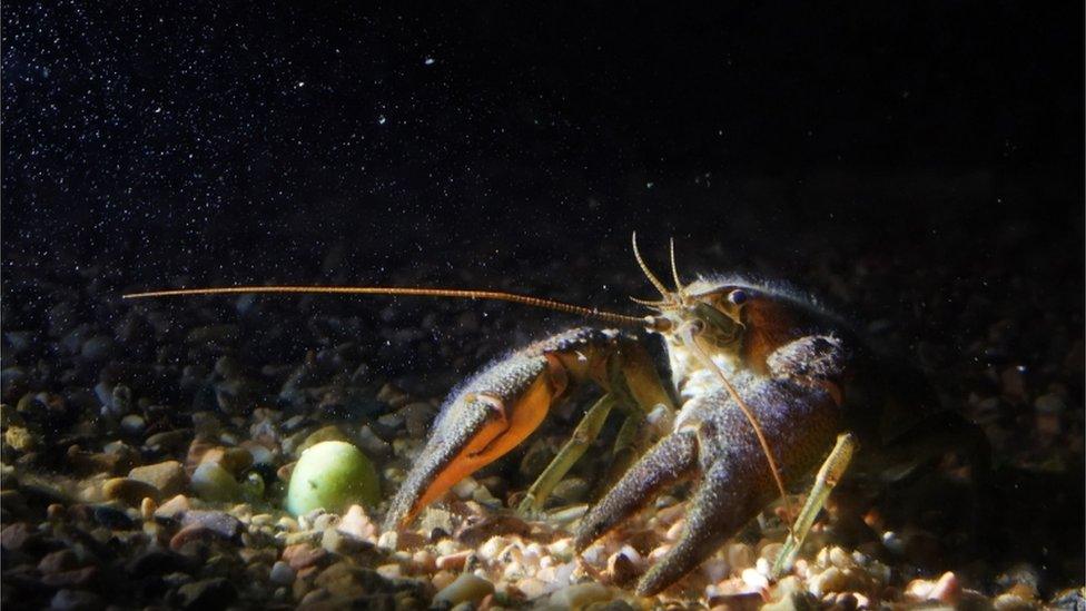 Crayfish