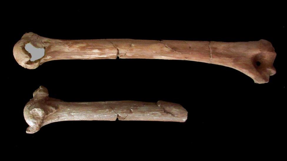 3D printouts of Lucy's arm bone