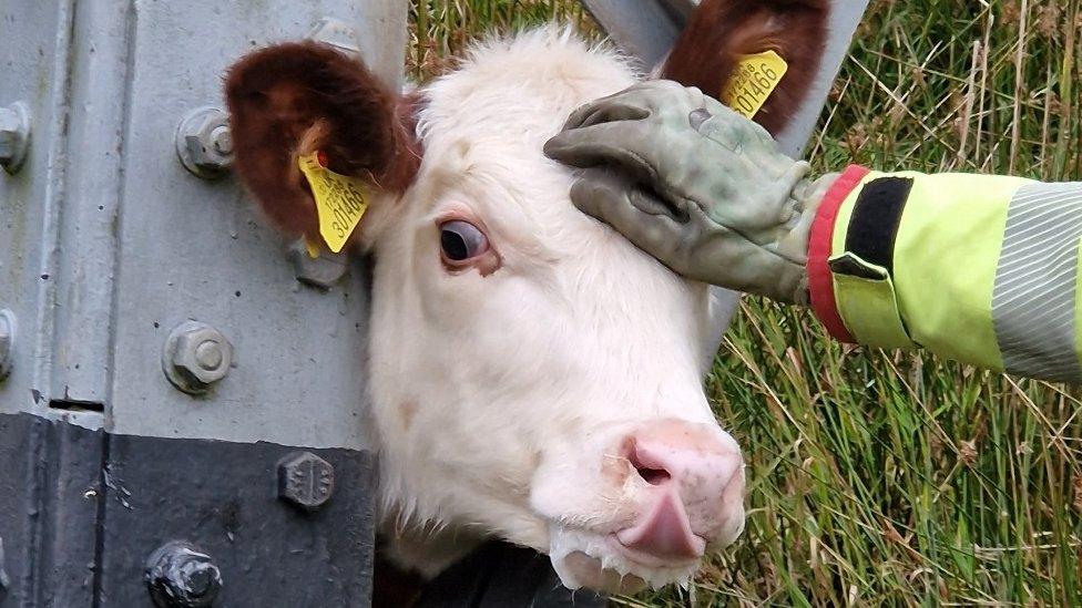 Trapped calf in Bollington