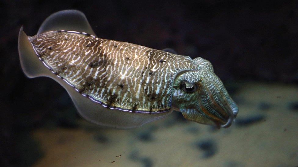 a Cuttle fish