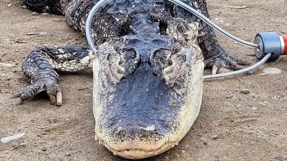 The captured alligator