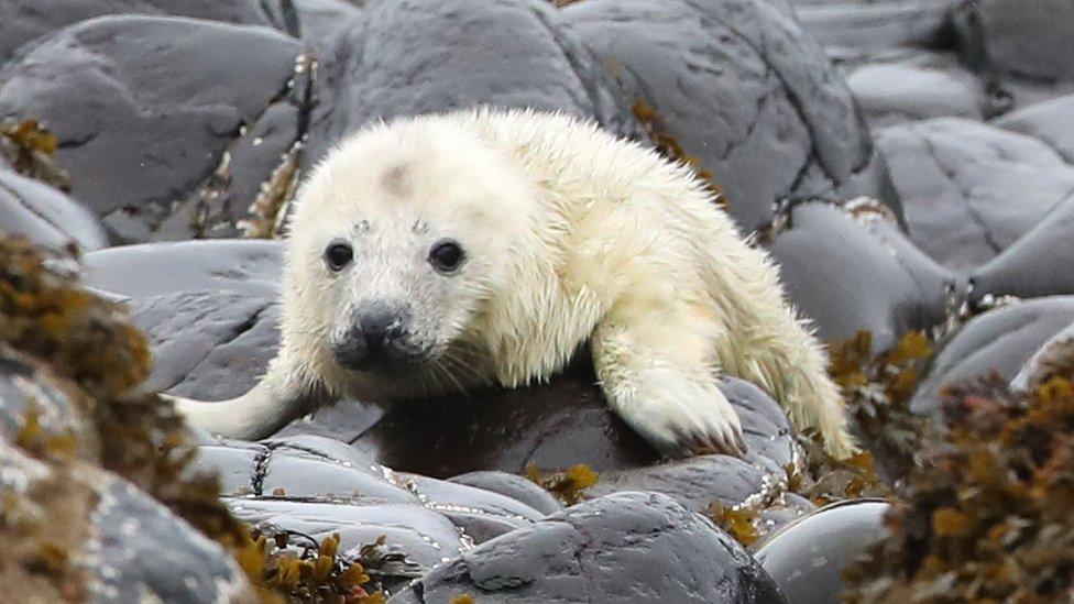 Seal pups on the Farne Islands