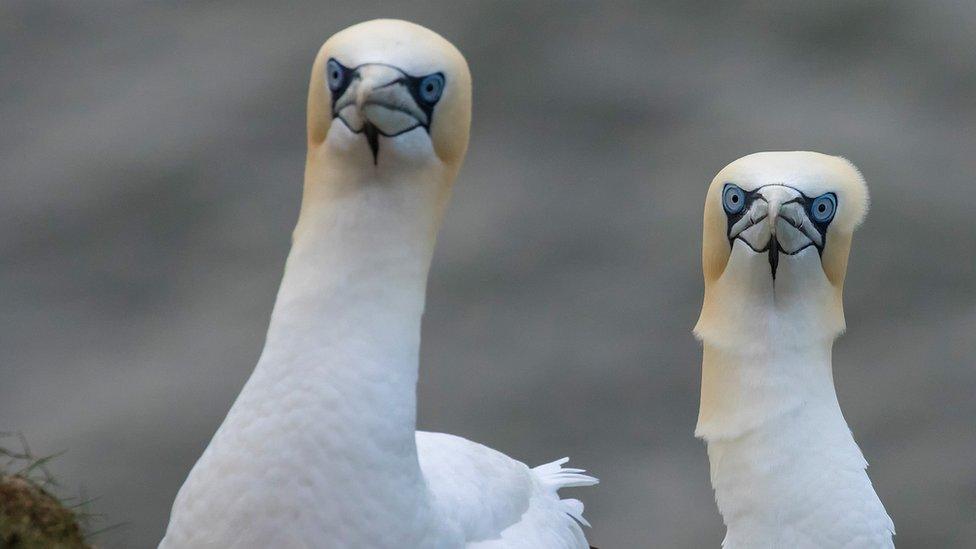 Gannets