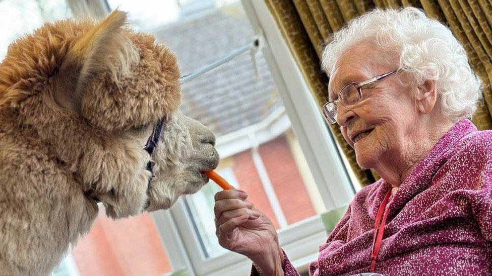 Care home resident feeding Alpaca