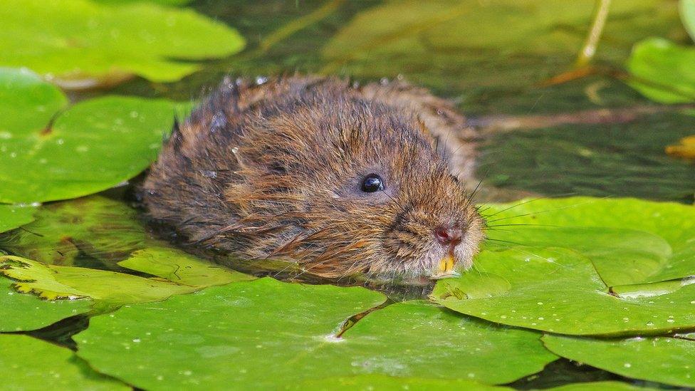 A water shrew in water