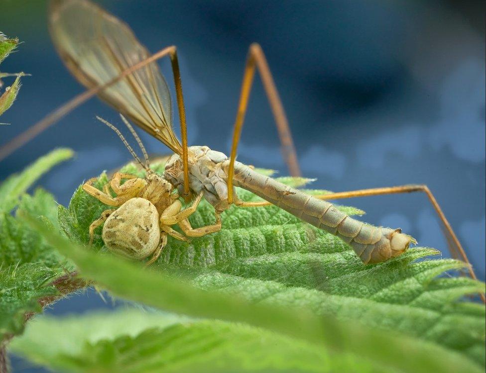 Crab spider catching a crane fly in September