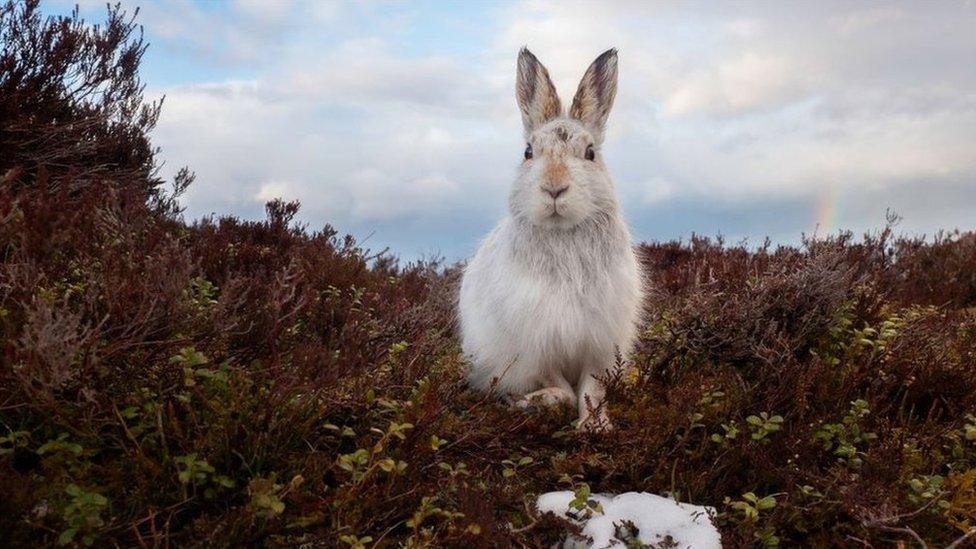 A Peak District mountain hare