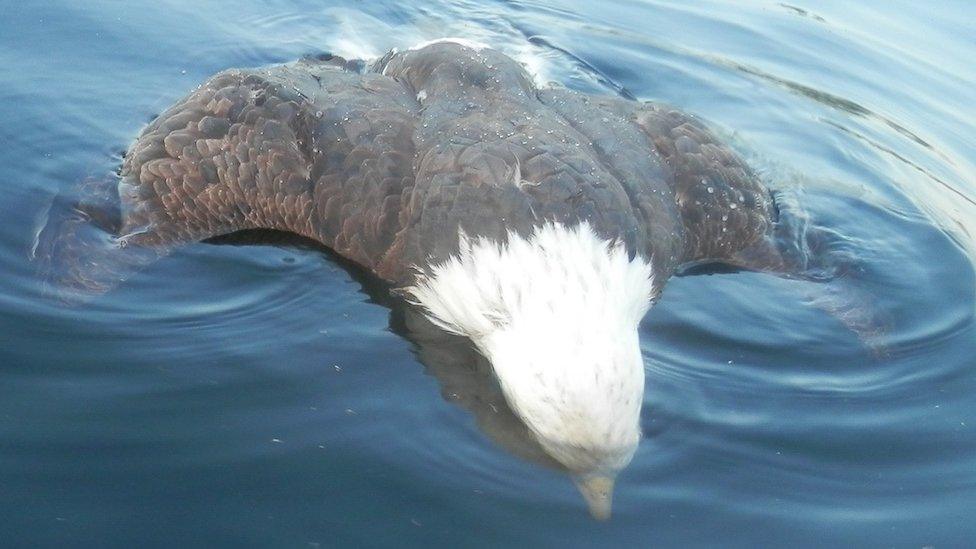 Nat Woodruff discovered the eagle dead in a lake