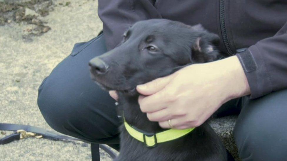 Trainee police dog Blod