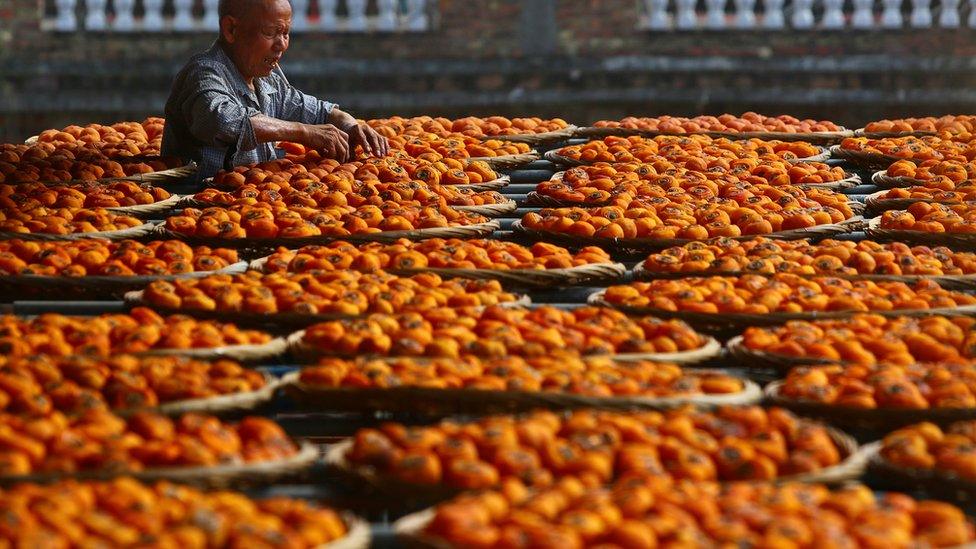 Persimmons dry on rooftops in Anxi county, Quanzhou, Fujian province