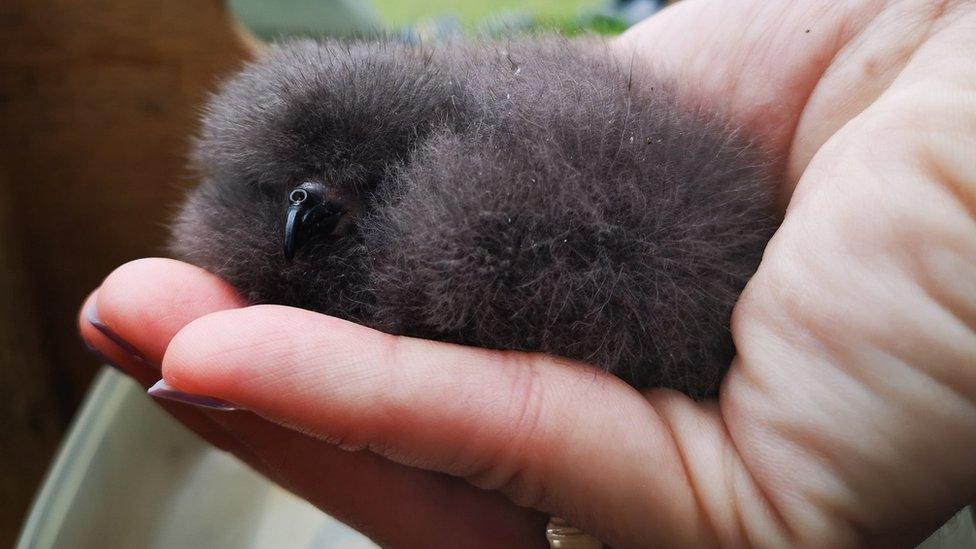 Leach's storm petrel chick