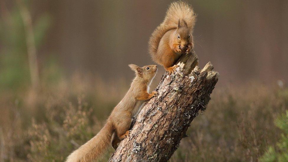 Red squirrels