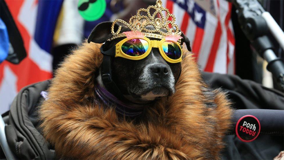 Chloe, a six year-old Staffordshire Bull Terrier awaits the arrival of the Queen and Duchess of Sussex in Chester