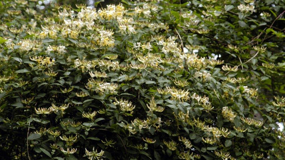 Honeysuckle bush