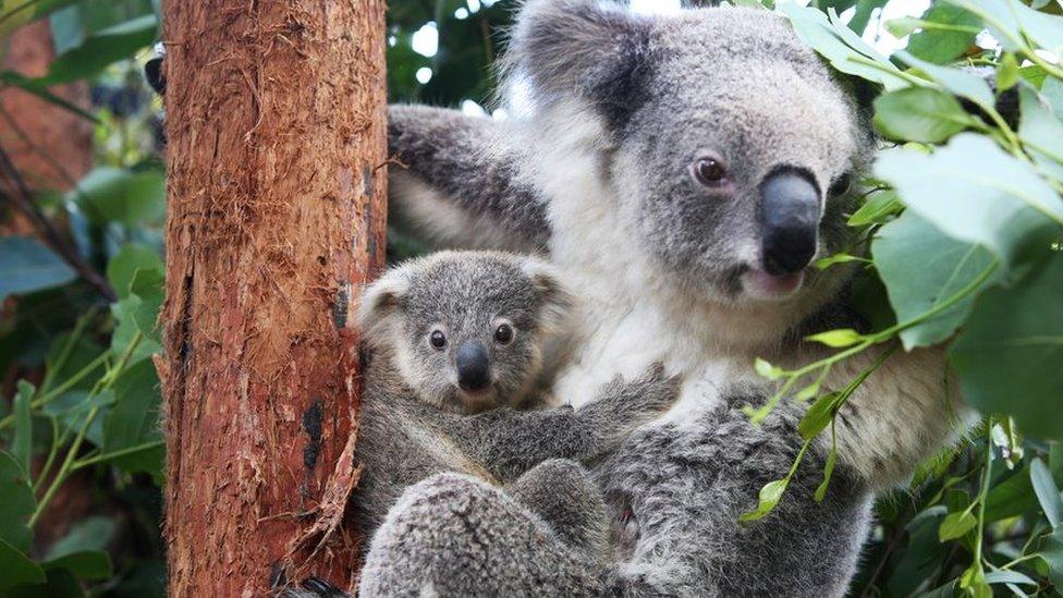 Koalas in a sanctuary in Australia