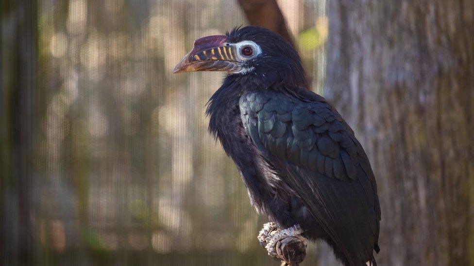 Visayan Tarictic Hornbill