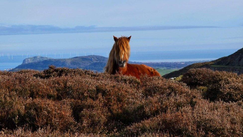 Wild pony on Conwy Mountain