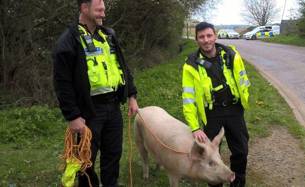 Police with a pig