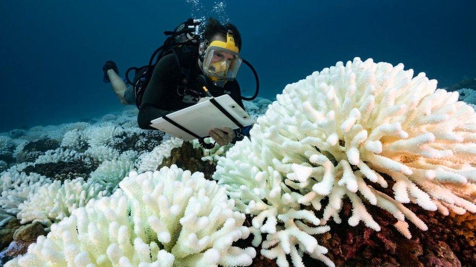 coral-reef-bleaching.