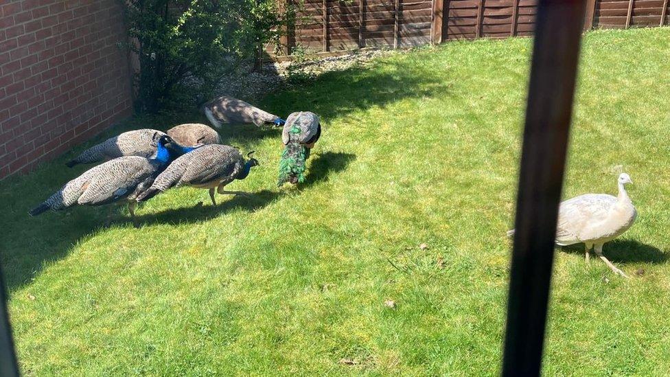 Peacocks in a garden in Dereham