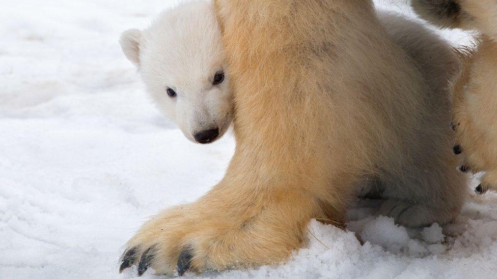 Highland Wildlife Park's polar bear cub