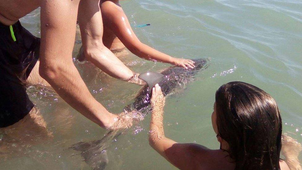 Tourists touching the baby dolphin on the beach in southern Spain