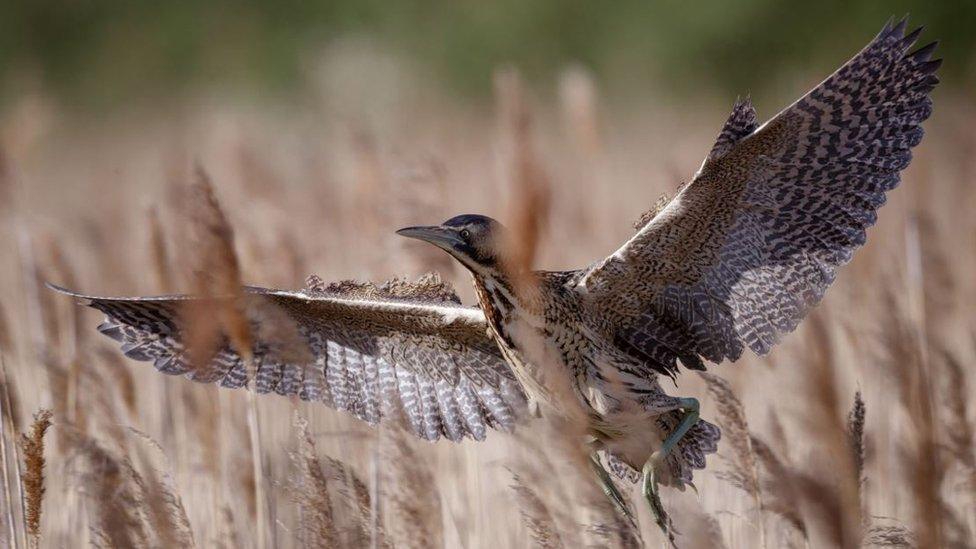 Wicken Fen