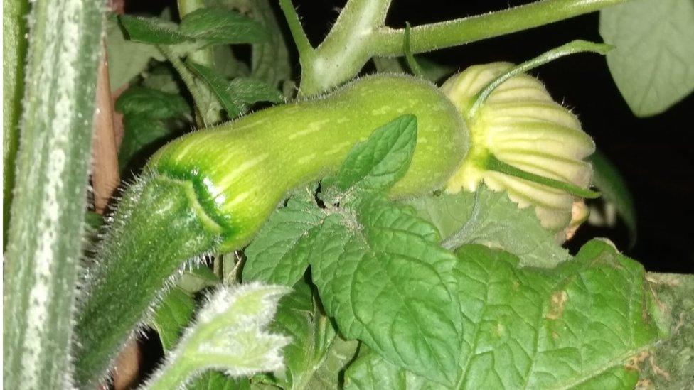 Courgette close up