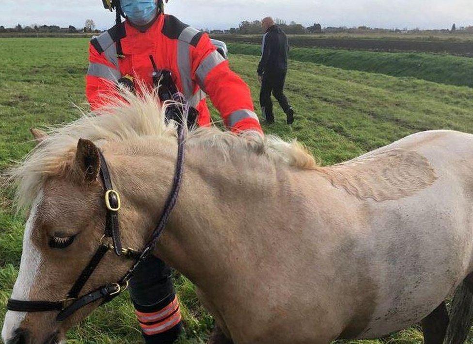 Pony after being rescued from ditch