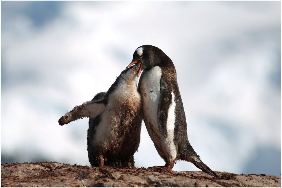 A penguin feeding a baby penguin by regurgitating food in to its mouth