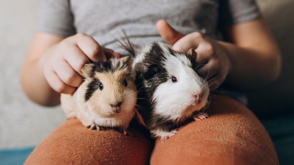 guinea-pigs on a child's lap