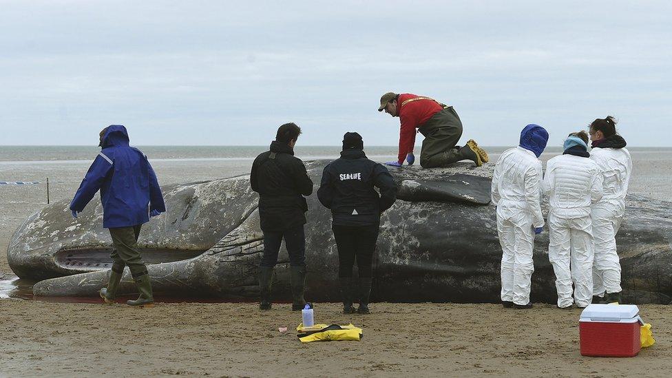 Scientists examine whale on Hunstanton beach