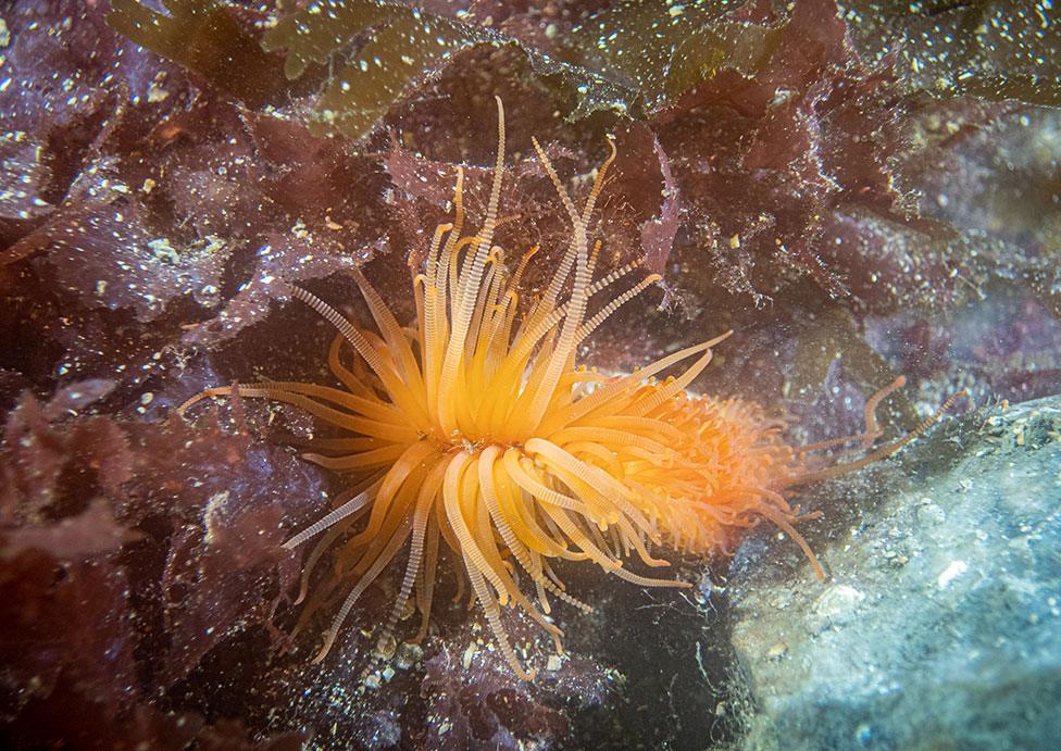 A photo of a yellow flame shell in waters around Scotland