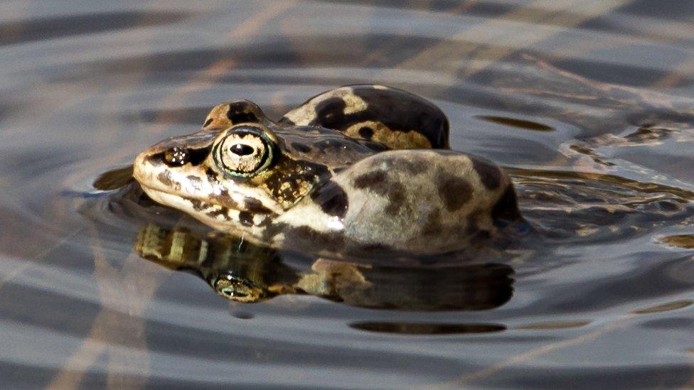 Alaska wood Frog