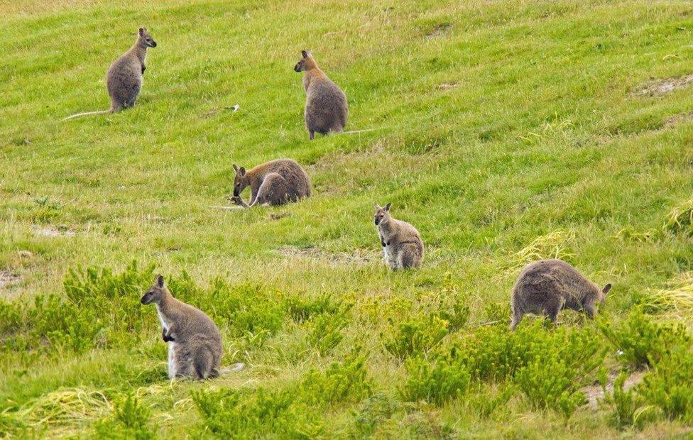 Wallabies on King Island