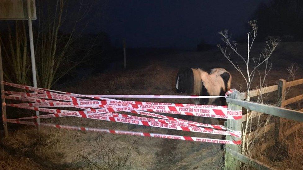 Horse in field at Guyhirn