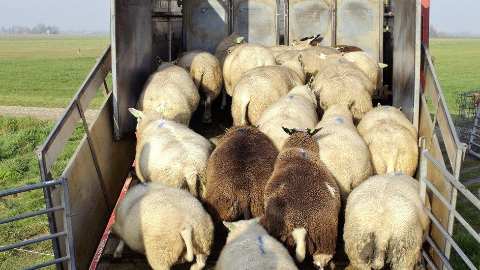 Sheep being loaded on truck