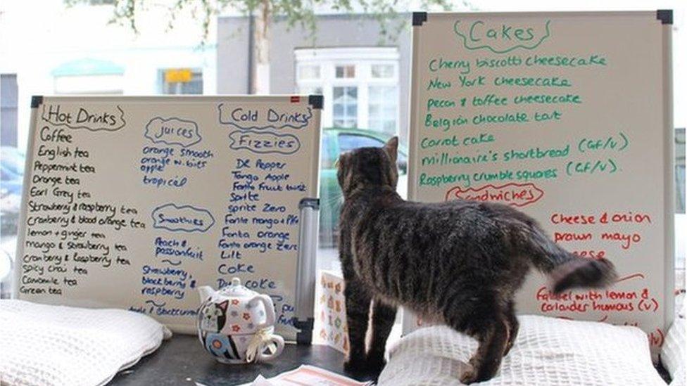 Cat looking at the menu inside Cats, Cakes and Coffee