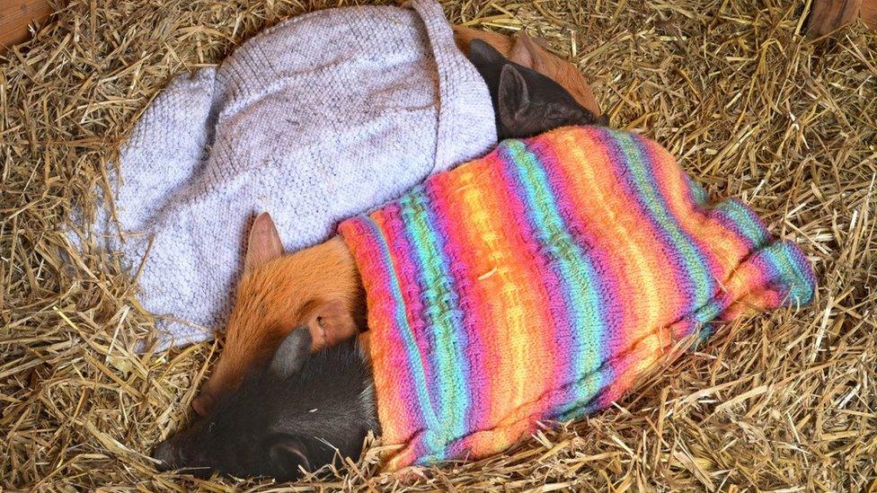 Piglets in blankets