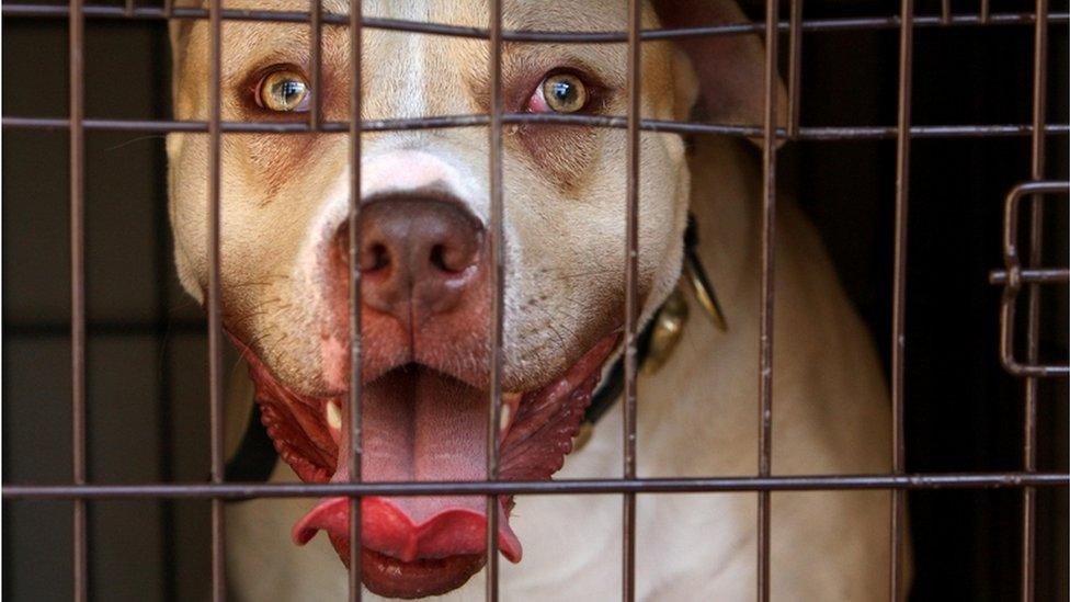 Dangerous dogs PM urged not to treat pit bulls as collateral damage BBC News