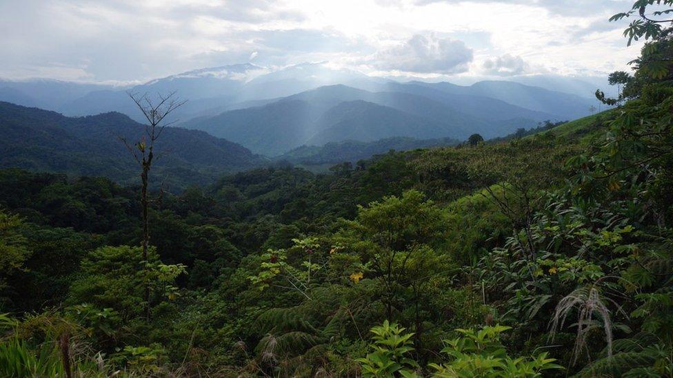 View of the Peruvian jungle