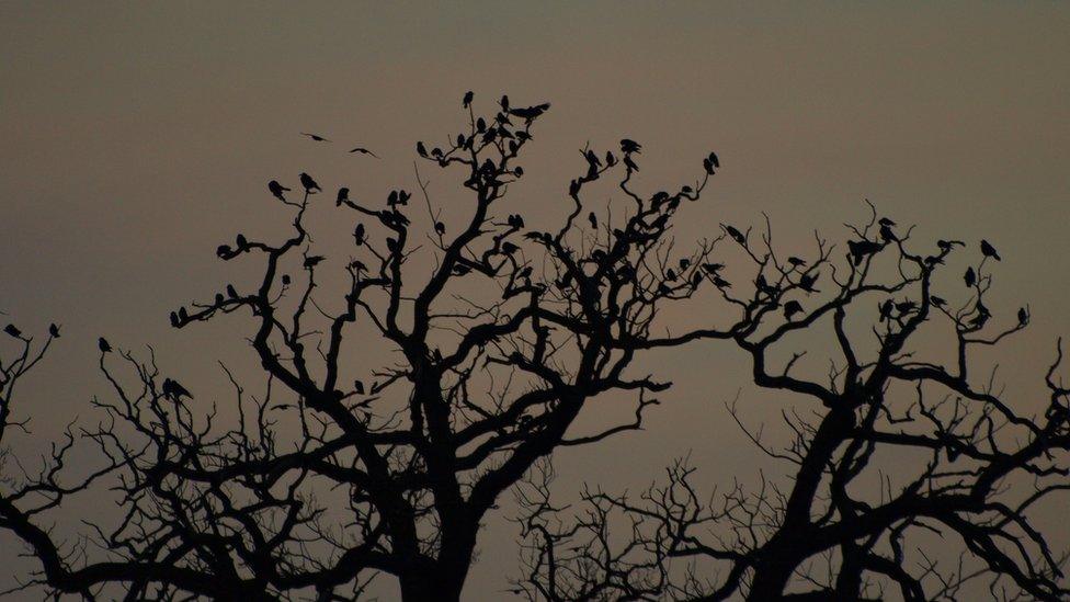 Scientists observed jackdaws' behaviour in Cornwall