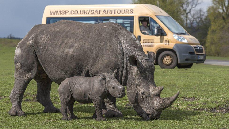 A rhino and baby rhino at West Midland Safari Park